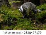 Badger in the forest, animal in nature habitat, Germany, Europe. Wild Badger, Meles meles, animal in wood. Mammal in environment, rainy day.