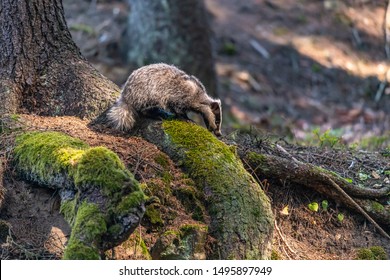 Badger in forest, animal in nature habitat, Germany, Europe. - Shutterstock ID 1495897949