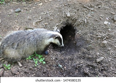 Badger Goes Outside His Burrow
