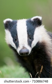 Badger Head On From Low Down