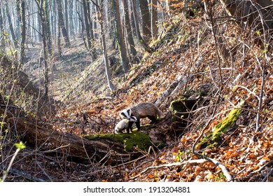 a badger with his cub in the woods