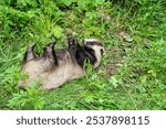 A badger lies on its back in thick, green grass, playfully rolling around while basking in the sun. The surrounding foliage adds to its natural setting.