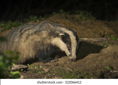 Badger, Meles Meles, Foraging On Woodland Floor, Suffolk, UK. 