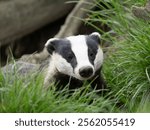 Badger ( Meles meles ) in Grass