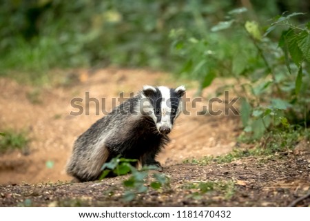 Badger, native, wild, European badger in natural woodland setting.  Scientific name: Meles meles. In 2018, the Government has issued licences to cull badgers in some areas of the UK.  Landscape