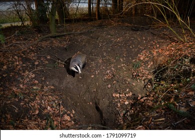 A Badger Near A Badger Sett.