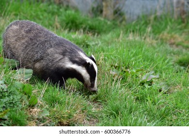 Badger Outside Set In Surrey England UK