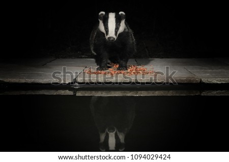badger with reflection 5