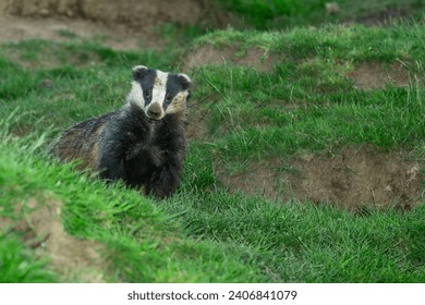 Badger, Scientific name: Meles meles.  Close up of an adult badger, alert and facing camera in agricultural field with badger sett entrance ro right. Horizontal.  Space for copy.