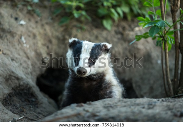 Badger 学名 アナグマ 野生のアナグマで 自然の森の中に生息するヨーロッパのアナグマで アナグマの脚から覗き込みます 前を向いて 水平 コピー用のスペース の写真素材 今すぐ編集