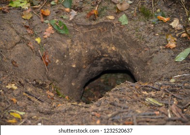 Badger Sett British Wildlife