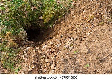 Badger Sett In The Ground