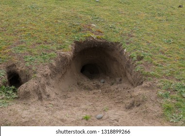 Badger Sett On The Sandy Coastal Marsh At Northam Burrows On The Coast In North Devon, England, UK