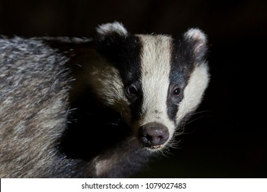 Badger In Sheffield Garden