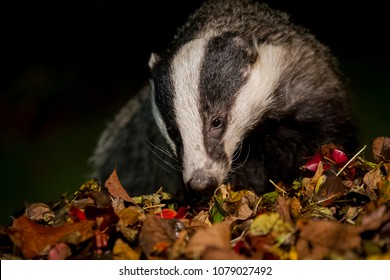 Badger In Sheffield Garden