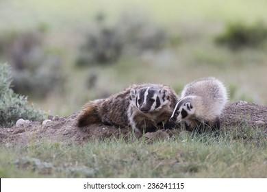 Badger Sow With Baby Cub