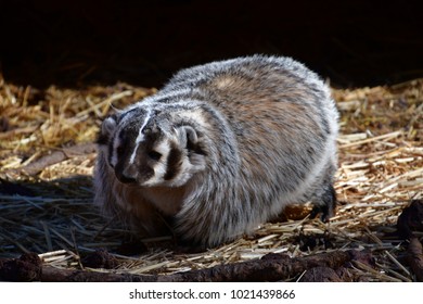 Badger Wandering Around On A Crisp Winter Morning