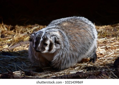 Badger Wandering Around On A Crisp Winter Morning