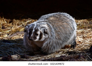 Badger Wandering Around On A Crisp Winter Morning