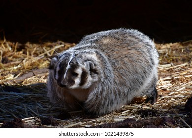 Badger Wandering Around On A Crisp Winter Morning