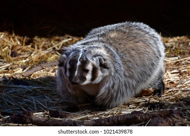 Badger Wandering Around On A Crisp Winter Morning