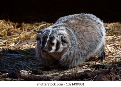 Badger Wandering Around On A Crisp Winter Morning