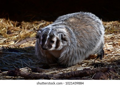 Badger Wandering Around On A Crisp Winter Morning