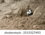 Badger, wild, native, European badger, scientific name: Meles Meles, peeping out of the badger sett before emerging, facing front.  Head and shoulders shot. Horizontal.  Space for copy