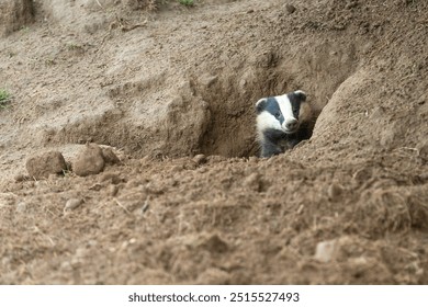 Badger, wild, native, European badger, scientific name: Meles Meles, peeping out of the badger sett before emerging, facing front.  Head and shoulders shot. Horizontal.  Space for copy