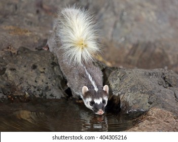 Badger,large-toothed Ferret Badger
