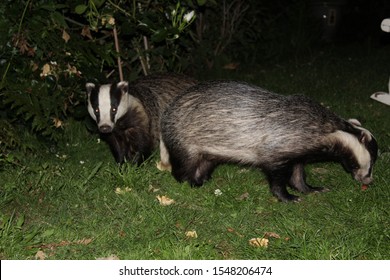 Badgers Up Close, Feeding, Hastings Country Park. 