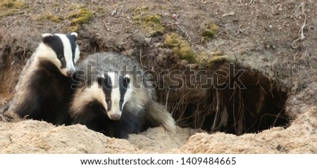 Badgers emerging from Sett in the evening