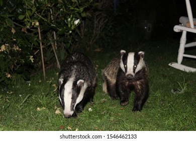 Badgers Feeding - Hastings Country Park