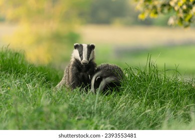 Badgers, Scientific name: Meles meles.  Two young badger cubs sat in a summer meadow, one facing forward and one foraging in the grass. Horizontal.  Space for copy.