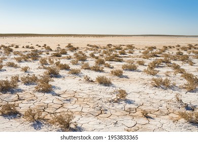 Badlands. Saline. Desert plant. Dried up sea. A bush in the desert. Salt on the surface of the earth. Saline soil texture. Drought. Cracks in the soil surface. Desert. Salty soil.  Desert Plants - Shutterstock ID 1953833365