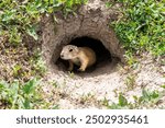 Badlands South Dakota Prairie Dog poking its head out of a hole