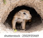 Badlands South Dakota Prairie Dog close up in hole with half of its body hidden