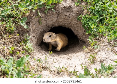 Badlands South Dakota Prairie Dog poking its head out of a hole - Powered by Shutterstock