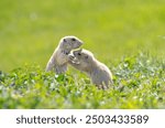 Badlands South Dakota Prairie Dogs grooming each other and kissing close up in the grass