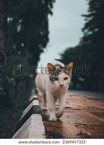 A badmood catwalk  by a cute cat