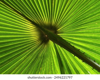 Badung,Bali-Indonesia,July 30,2024

A beautiful Palm tree's leave shot closely from low position to get the dramatic scene and it's detail. - Powered by Shutterstock