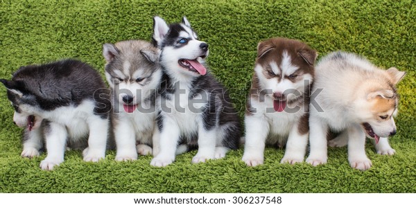 Bady Dog Family Stock Photo Edit Now
