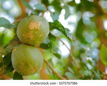 Bael Fruit Bael Tree Plant Green Stock Photo 1075767386 | Shutterstock