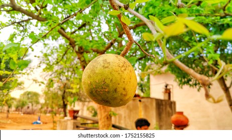 bael fruit in english