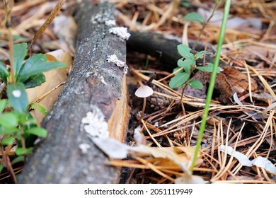 Baeospora myosura mushroom, fungi, the conifercone cap among fallen leaves and cones in autumn forest