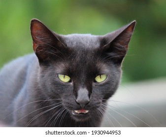 A Baffled Black Cat, With A Dusty Face ,looking Directly At The Camera