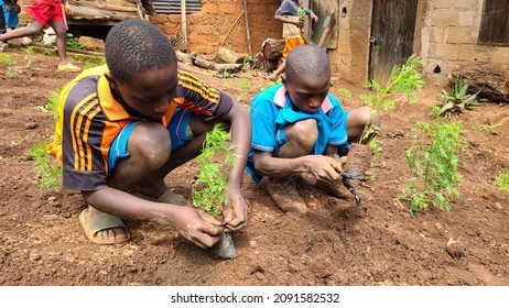 Bafou Dschang On 15 October 2021 During The 25 Journey Of Paludism Students And Orphans Are Planting Artemisia A Medicinal Plants Against Malaria