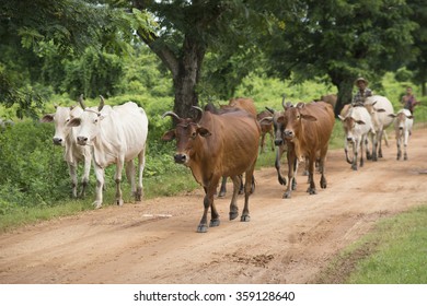 1,135 Team of oxen Images, Stock Photos & Vectors | Shutterstock