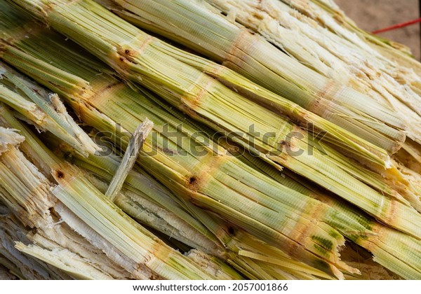 Bagasse Waste Sugar Cane Sugar Cane Stock Photo 2057001866 | Shutterstock