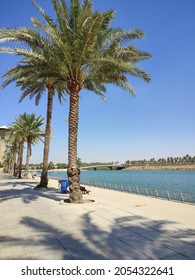 Baghdad Island Park ( Al-Jazeera) , 5 Oct 2021 :palm Tree And Tigris River